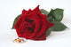 Red Rose One and Wall Decal