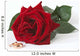 Red Rose One and Wall Decal