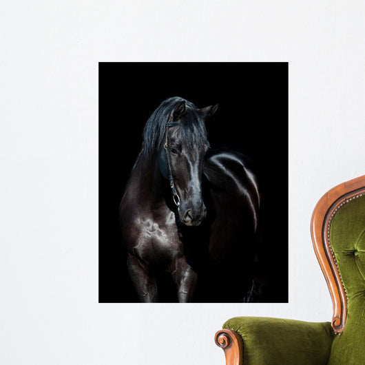 Black horse isolated on black background 
