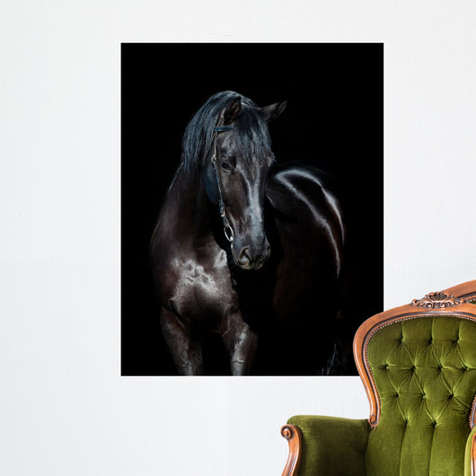 Black horse isolated on black background 