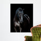 Black horse isolated on black background 
