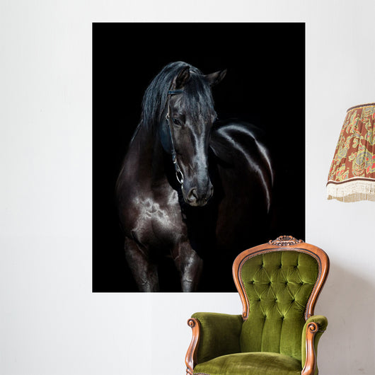 Black horse isolated on black background 