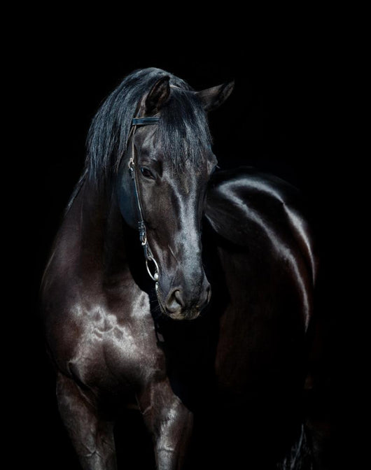 Black horse isolated on black background 