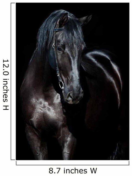 Black horse isolated on black background 