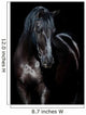 Black horse isolated on black background 