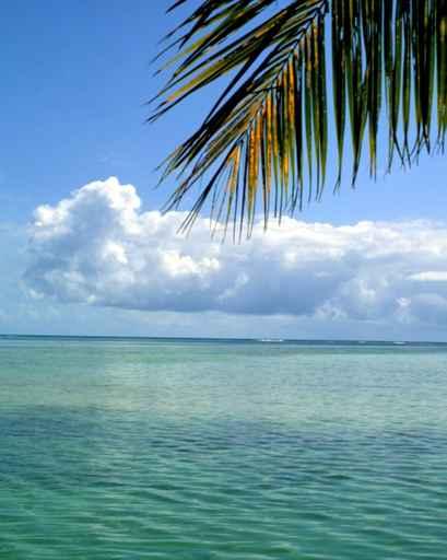 Palm Clouds Ocean Wall Decal