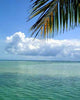 Palm Clouds Ocean Wall Decal
