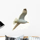 Seagull flying 
