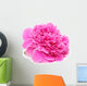 Pink Peony Flower Isolated on White Background Wall Decal
