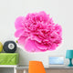 Pink Peony Flower Isolated on White Background Wall Decal