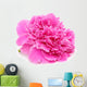 Pink Peony Flower Isolated on White Background Wall Decal