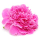 Pink Peony Flower Isolated on White Background Wall Decal