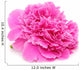 Pink Peony Flower Isolated on White Background Wall Decal