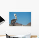 Pelican portrait 