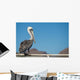 Pelican portrait 