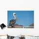 Pelican portrait 