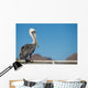 Pelican portrait 