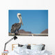 Pelican portrait 
