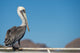Pelican portrait 