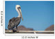 Pelican portrait 