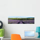 panoramic field of lavender in Provence Wall Mural