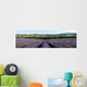 panoramic field of lavender in Provence Wall Mural
