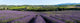 panoramic field of lavender in Provence Wall Mural
