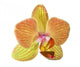 single orange and yellow orchid flower Wall Decal