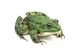 Striped Light Green Moor Frog 