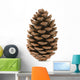 Single Pine Cone 