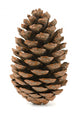 Single Pine Cone 