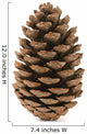 Single Pine Cone 