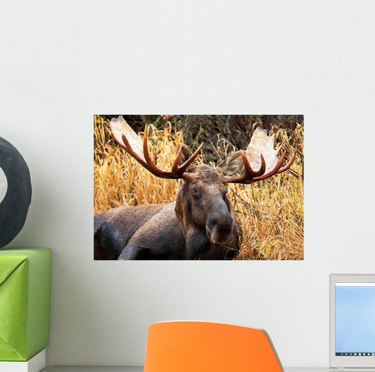Moose Bull Portrait/ Male, Alaska, USA 