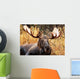 Moose Bull Portrait/ Male, Alaska, USA 