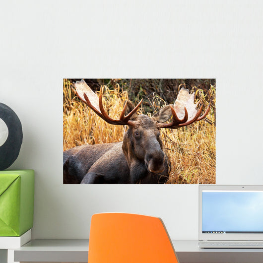 Moose Bull Portrait/ Male, Alaska, USA 