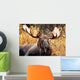 Moose Bull Portrait/ Male, Alaska, USA 