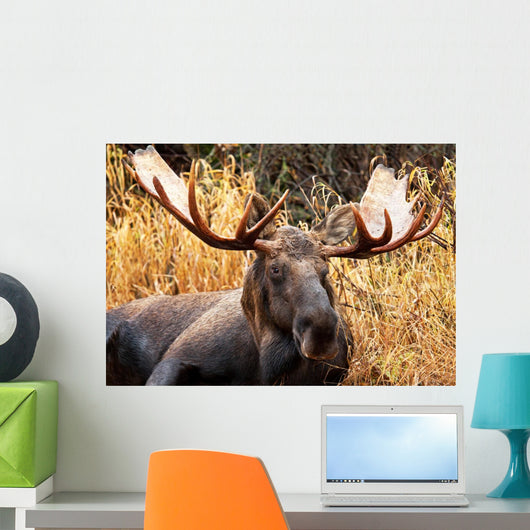 Moose Bull Portrait/ Male, Alaska, USA 