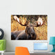 Moose Bull Portrait/ Male, Alaska, USA 