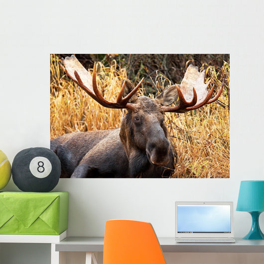 Moose Bull Portrait/ Male, Alaska, USA 