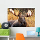 Moose Bull Portrait/ Male, Alaska, USA 