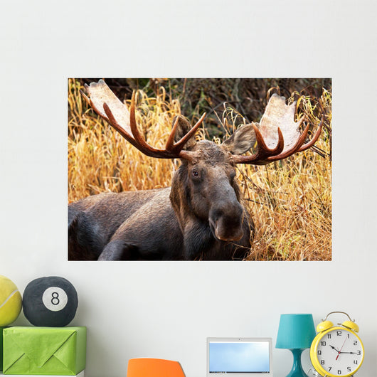 Moose Bull Portrait/ Male, Alaska, USA 