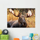 Moose Bull Portrait/ Male, Alaska, USA 
