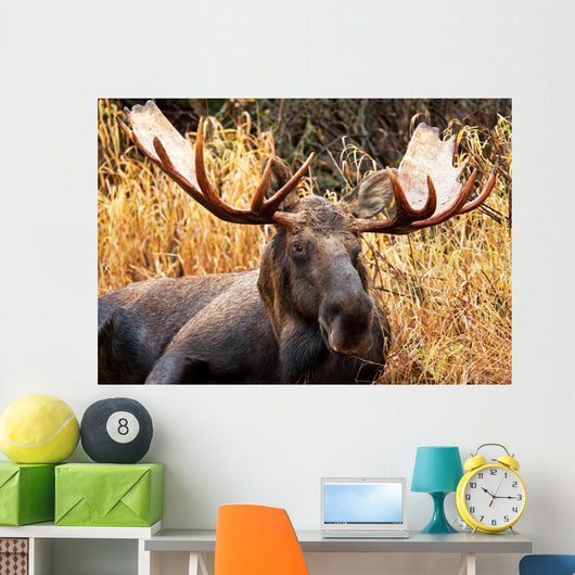 Moose Bull Portrait/ Male, Alaska, USA 