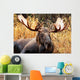Moose Bull Portrait/ Male, Alaska, USA 