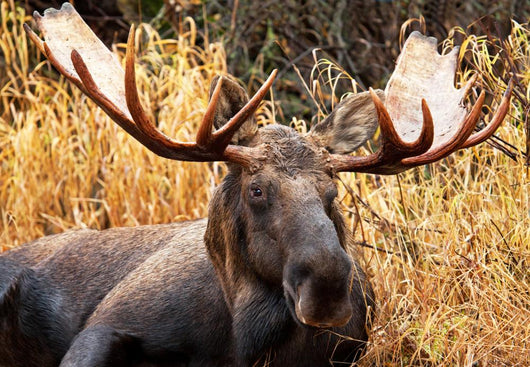 Moose Bull Portrait/ Male, Alaska, USA 