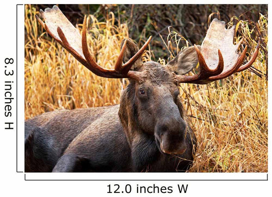 Moose Bull Portrait/ Male, Alaska, USA 