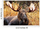 Moose Bull Portrait/ Male, Alaska, USA 
