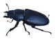 Stag-beetle Wall Decal