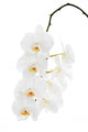 White orchid isolated on white background. Wall Decal