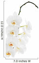 White orchid isolated on white background. Wall Decal